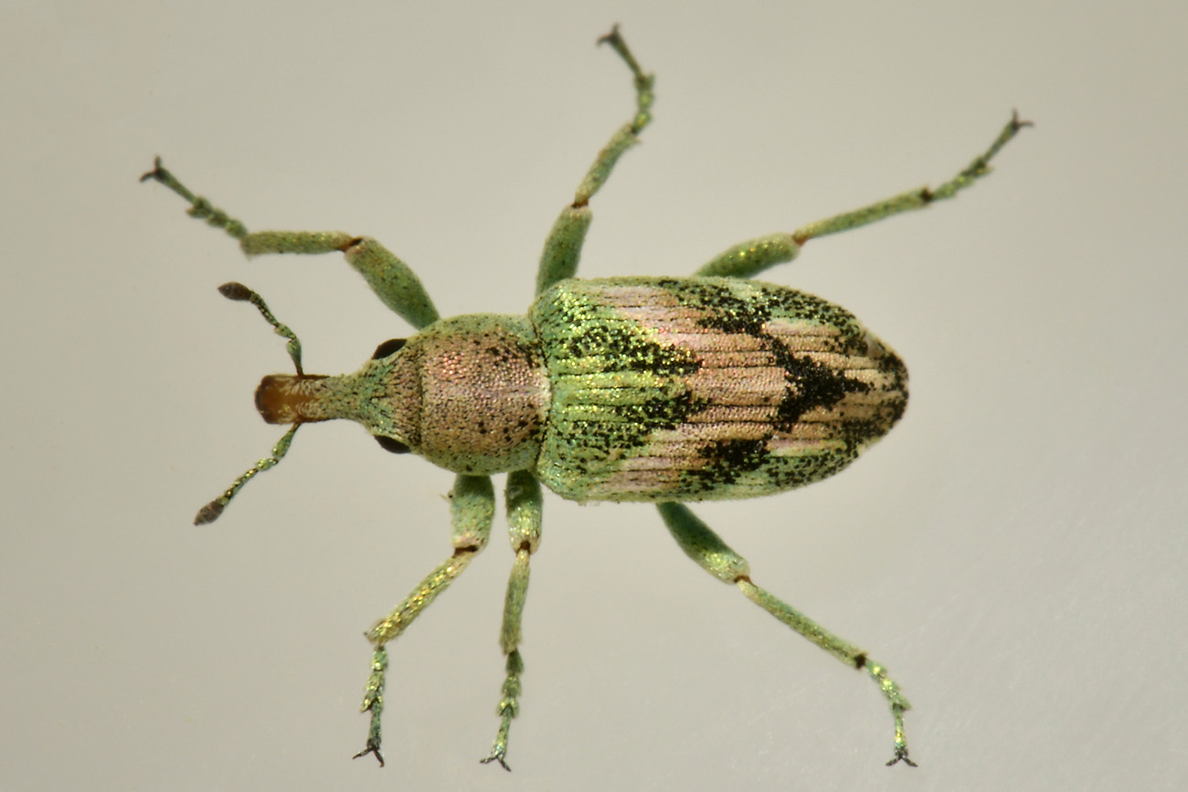 Curculionidae: Coniatus suavis? S.